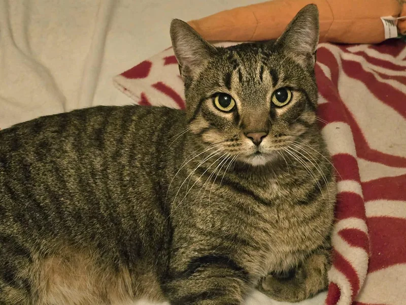 Pickles & Haze thumbnail 6