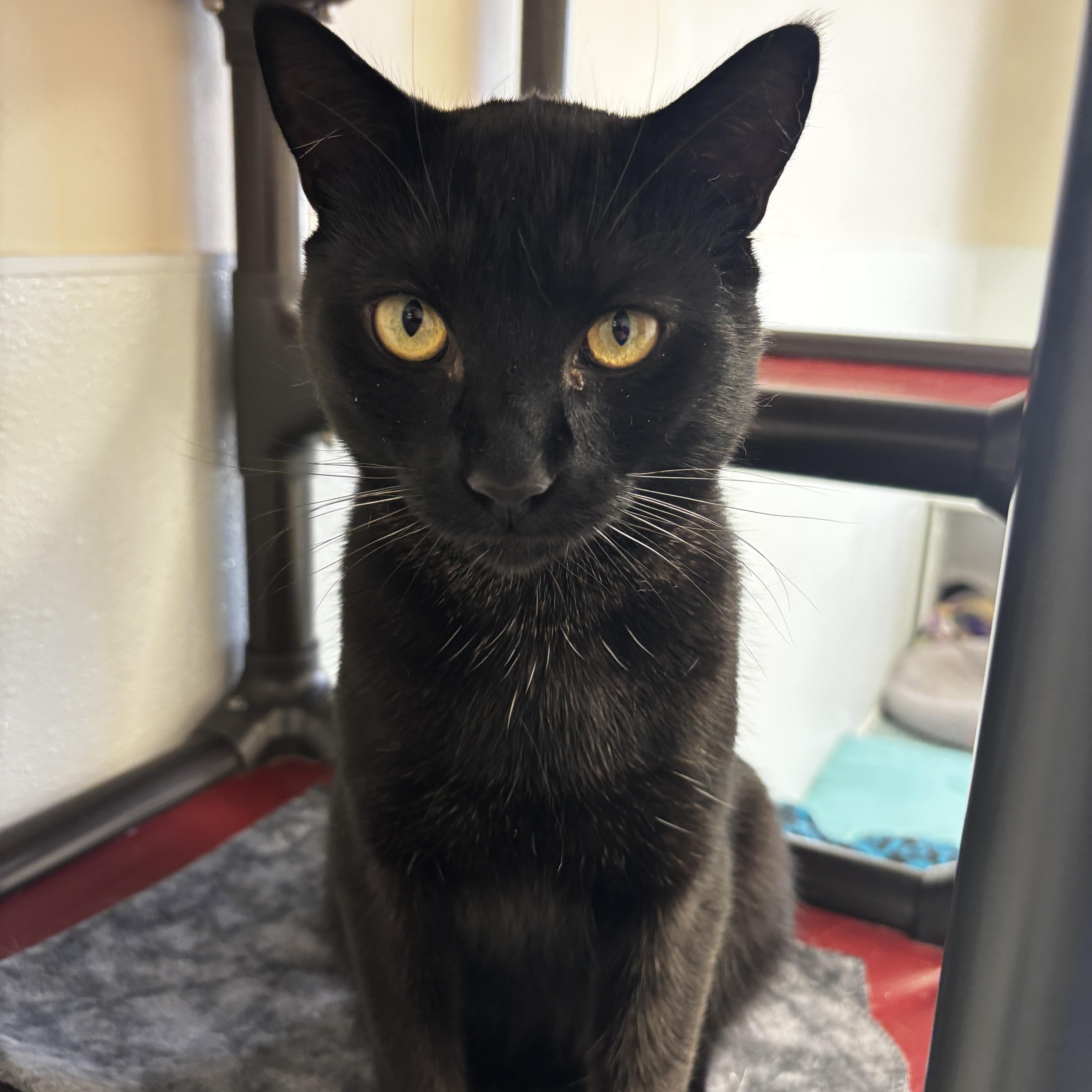 A young medium-sized male Black Domestic Short Hair cat named Gennaro for adoption in Rochester, NY