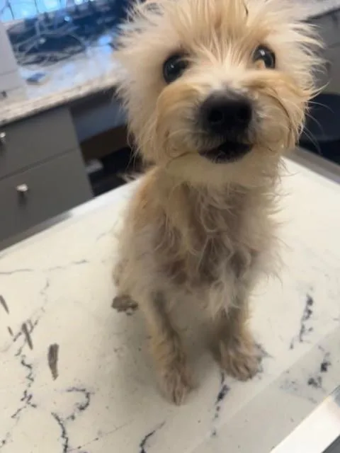 Scotty