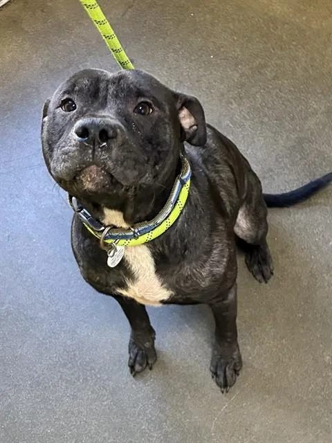 A young medium-sized male Pit Bull Terrier dog named Dante for adoption in Upper Marlboro, MD