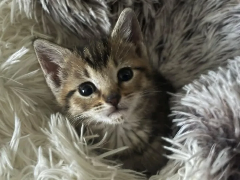 A baby medium-sized female Domestic Short Hair cat named Willow for adoption in Hoover , AL