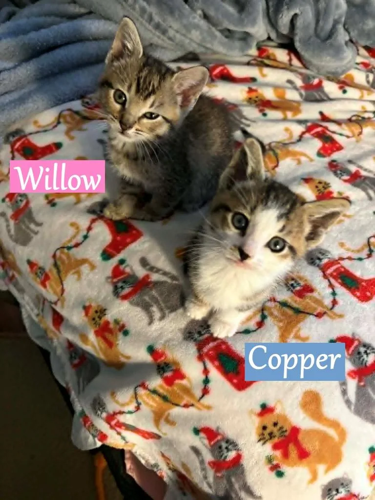 Willow thumbnail 3