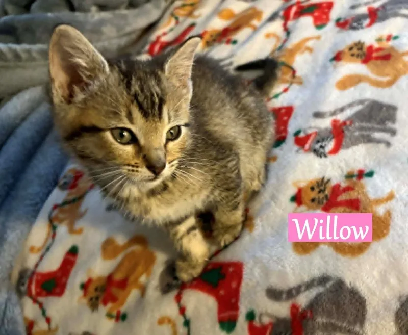 Willow thumbnail 4