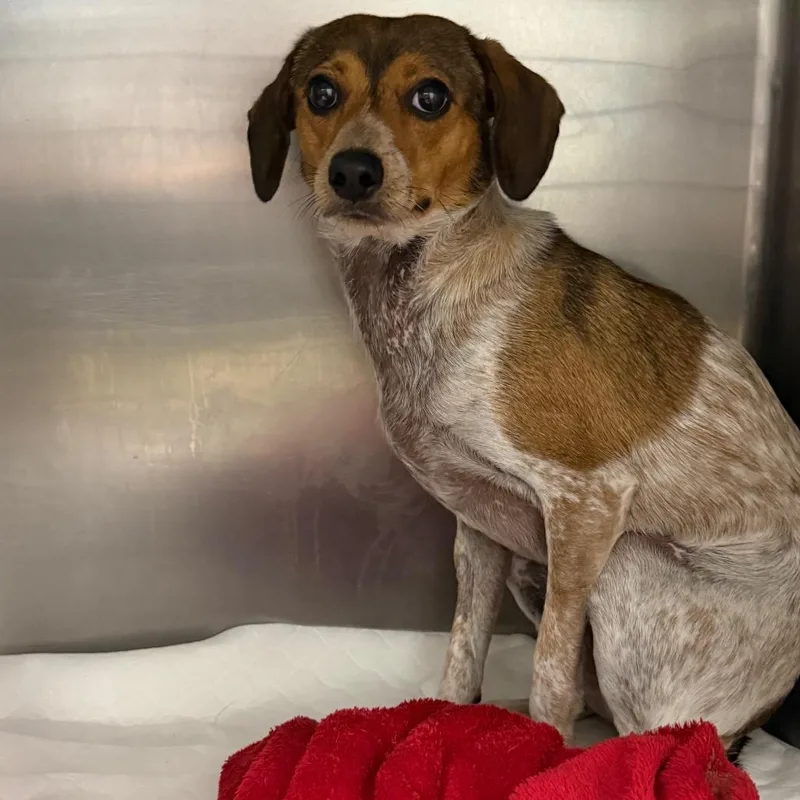 A young small-sized female Beagle dog named Rumi for adoption in Fort Smith, AR