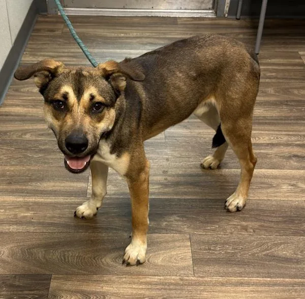 A young large-sized male German Shepherd Dog dog named Brookie for adoption in San Diego, CA