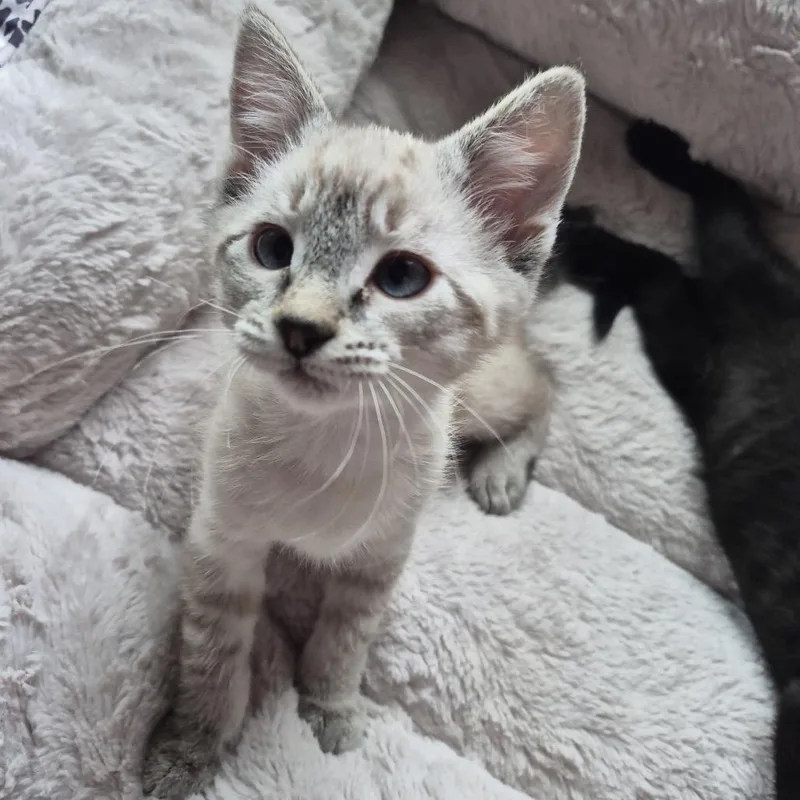 A baby small-sized female Buff / Tan / Fawn Domestic Short Hair cat named Tampa for adoption in Buffalo, MN
