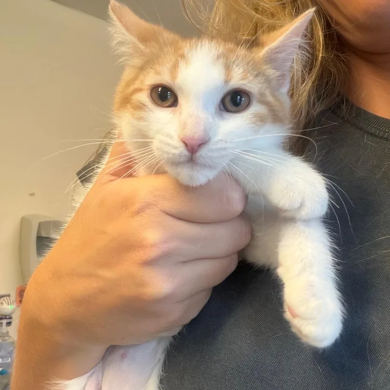 A baby small-sized female Calico Domestic Short Hair cat named Michelle for adoption in Morrisville, VT