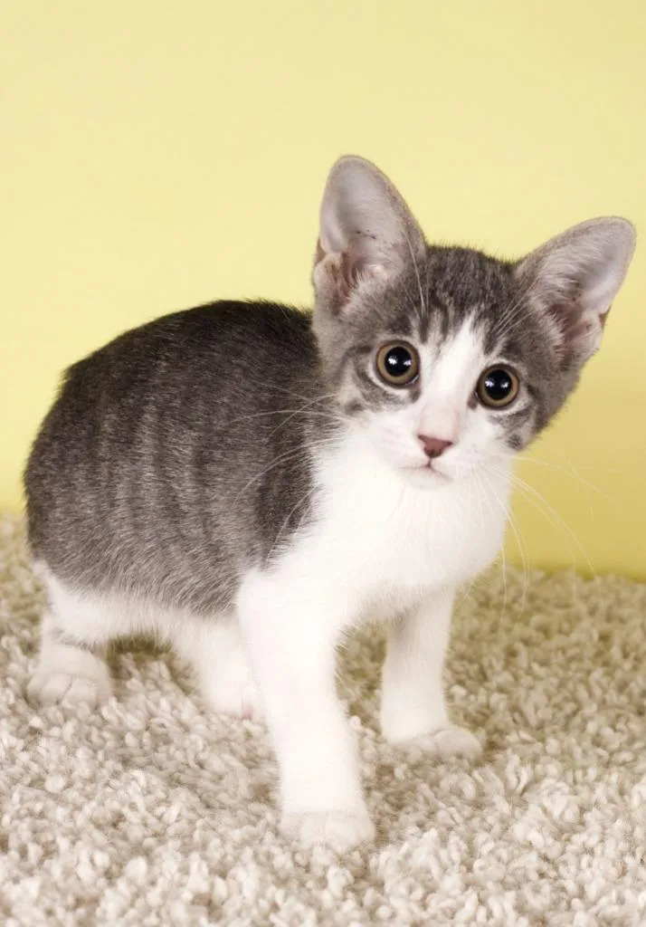 A baby small-sized female Domestic Short Hair cat named Wren for adoption in Gilbert, AZ