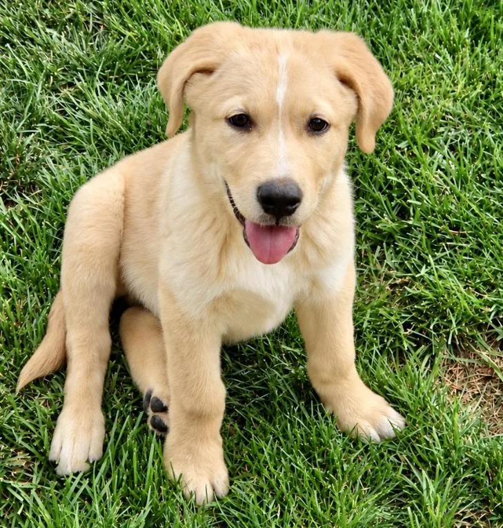A baby large-sized male Labrador Retriever dog named Jeremy for adoption in Mead, CO