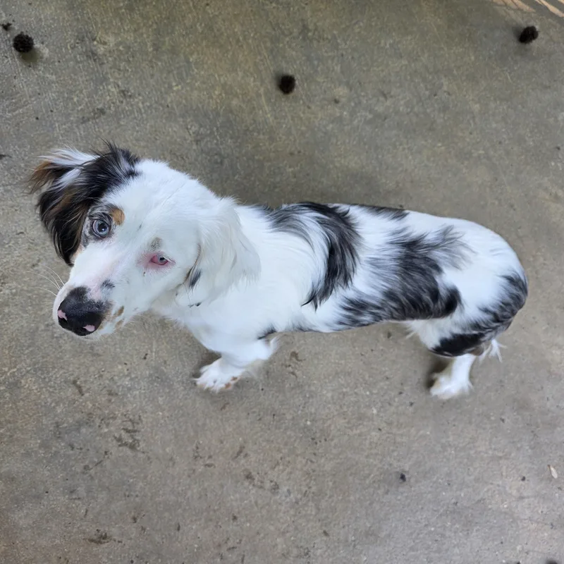 A young medium-sized male Tricolor (Brown, Black, & White) Dachshund (Long Haired) dog named Myers for adoption in Greensboro, NC