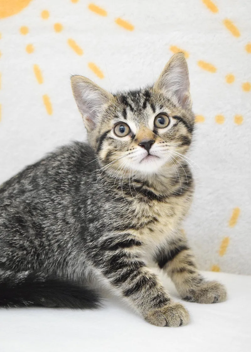 A baby medium-sized female Tabby (Brown / Chocolate) Domestic Short Hair cat named Wren for adoption in Dublin, CA