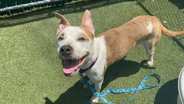 An adult medium-sized female Mixed Breed dog named Skyler for adoption in New York, NY