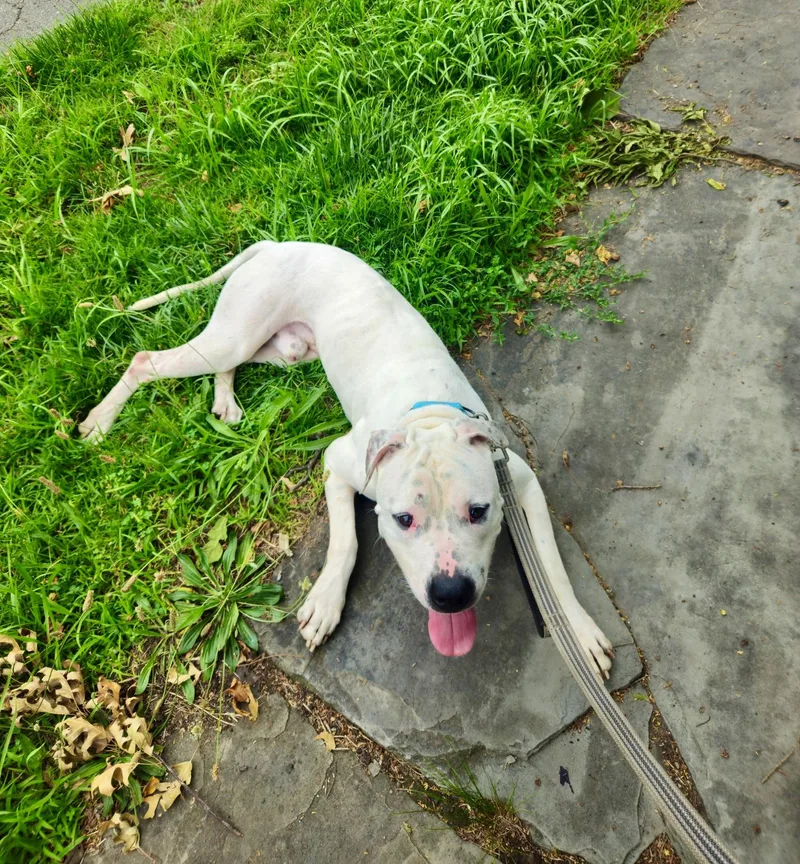 An adult medium-sized male White / Cream American Bully dog named Martin for adoption in East Orange, NJ