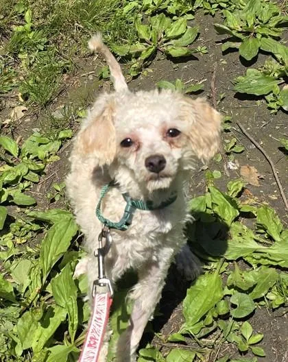 A baby small-sized female Miniature Poodle dog named Magic for adoption in Philadelphia, PA