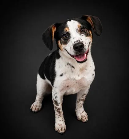 A young medium-sized male Beagle dog named Juice for adoption in Bowling Green, KY