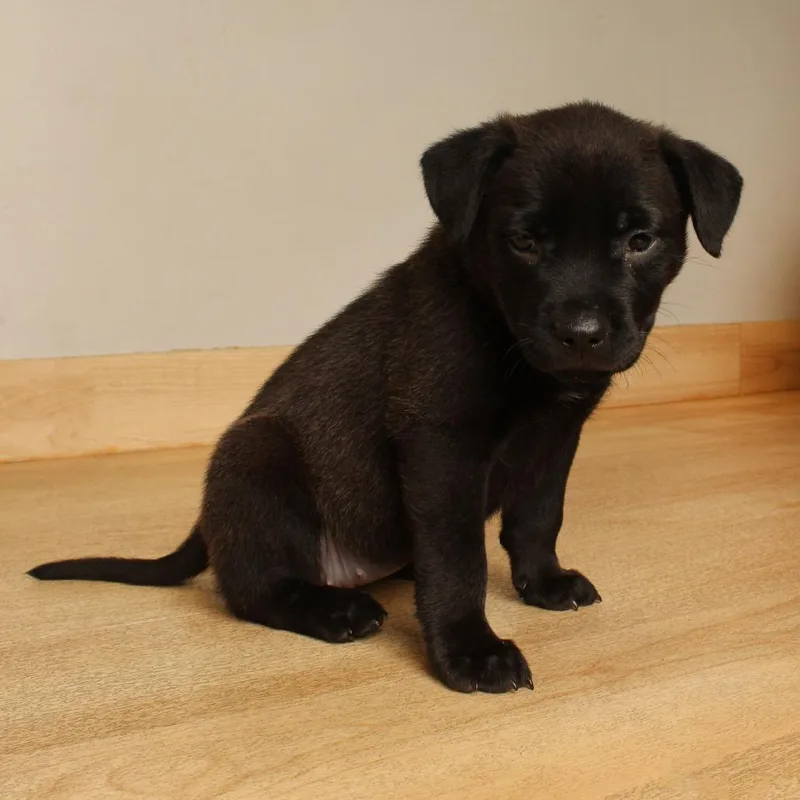 A baby large-sized female Brown / Chocolate Pit Bull Terrier dog named Diamond D for adoption in Minnetonka, MN