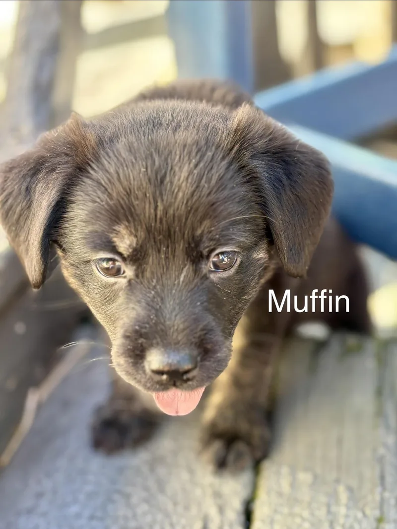 A baby small-sized female Dachshund dog named Muffin for adoption in New Albany, OH