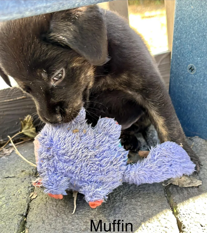 Muffin thumbnail 2