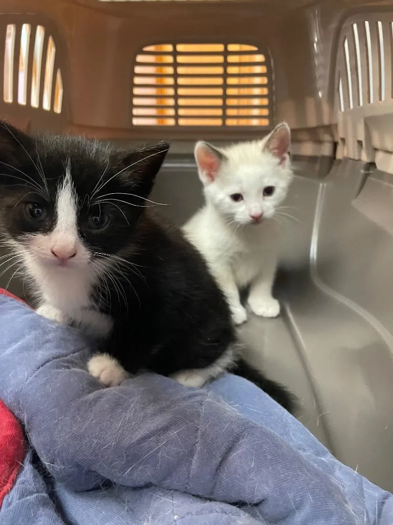 A baby small-sized male Domestic Short Hair cat named Elroy for adoption in Westfield, NY