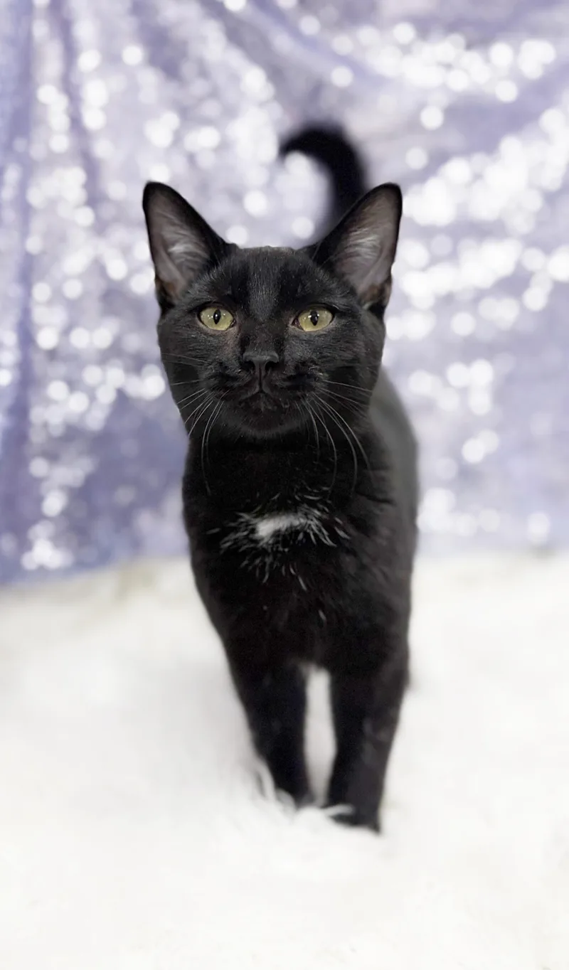 A baby small-sized male Tabby (Brown / Chocolate) Bombay cat named Ethan is seriously EPIC for adoption in Bedford Hills, NY