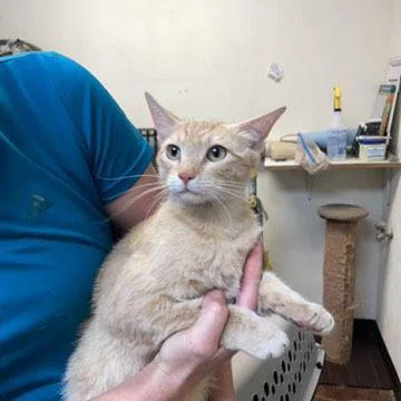 An adult medium-sized female Tabby cat named Mama June for adoption in Page, AZ