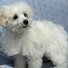 A baby small-sized male White / Cream Maltese dog named Bounce With Me for adoption in Fort Myers, FL