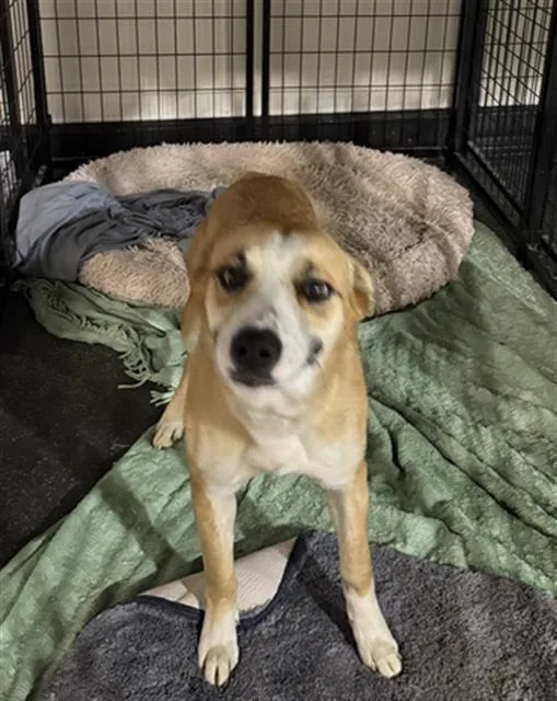 An adult medium-sized female Pit Bull Terrier dog named Shesweet for adoption in Bakersfield, CA