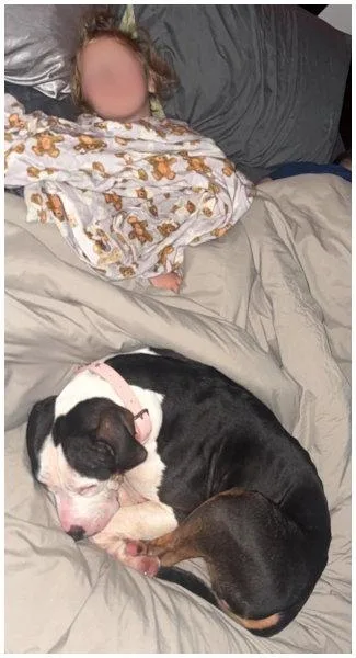 An adult medium-sized female Pit Bull Terrier dog named Harley for adoption in Oak Ridge, TN