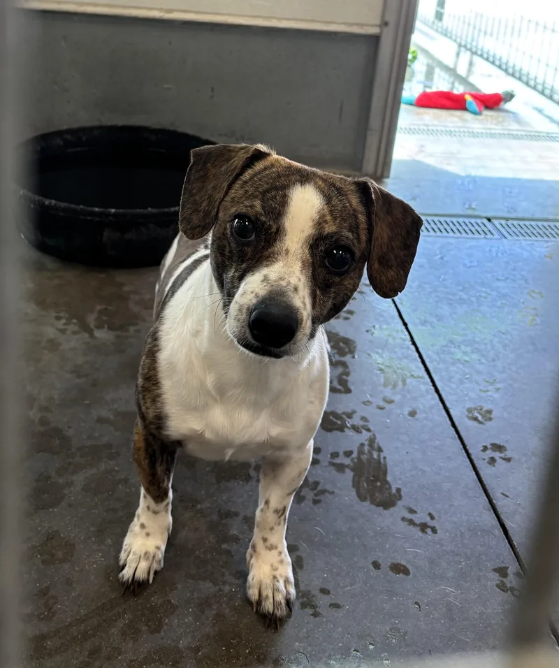 An adult small-sized male Brown / Chocolate Dachshund dog named Charlie Brown for adoption in Torrington, WY