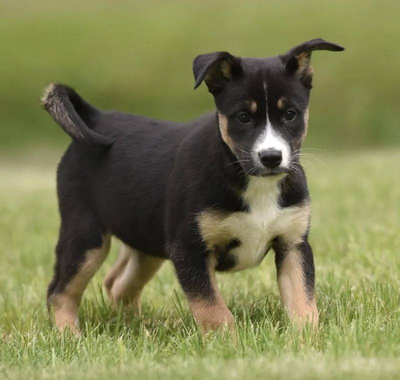 A baby medium-sized female Australian Shepherd dog named Adalia for adoption in Mechanicsburg, PA