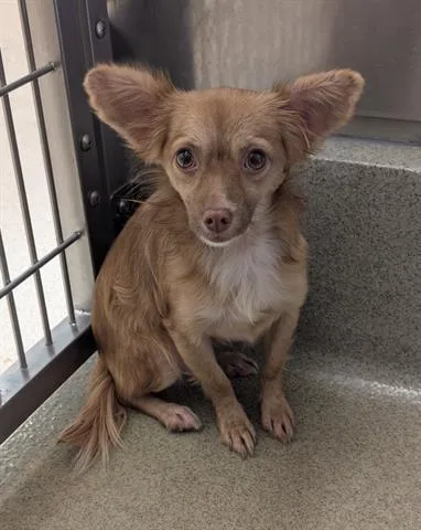 A young small-sized female Chihuahua dog named Candice Nguyen for adoption in San Martin, CA