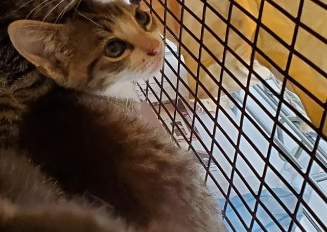 A baby small-sized male Domestic Short Hair cat named Leon for adoption in Fort Lauderdale, FL