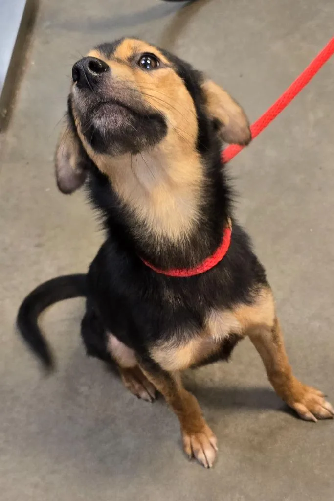 A young medium-sized female Mixed Breed dog named Ophelia for adoption in Murphysboro, IL