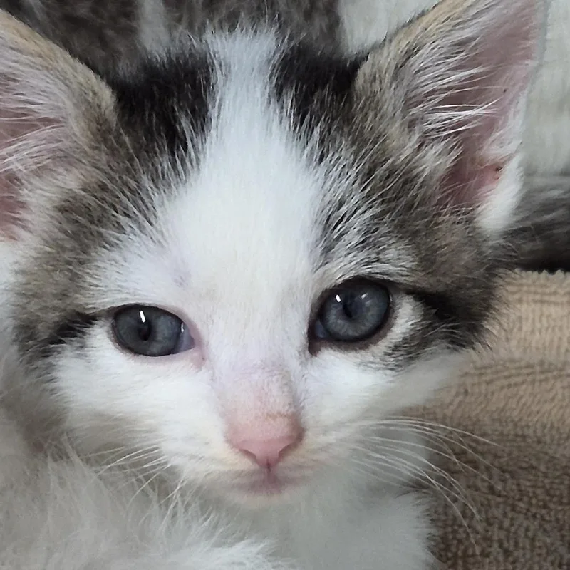 A baby small-sized female White Domestic Short Hair cat named Warehouse pallet for adoption in Natick, MA
