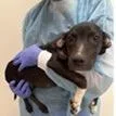 A baby medium-sized male Black Labrador Retriever dog named Moe for adoption in Tampa, FL