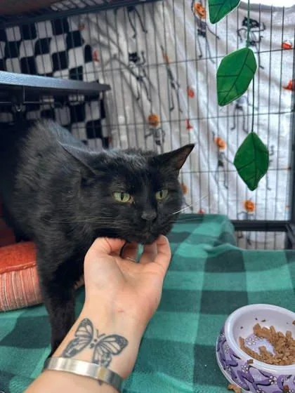A baby small-sized male Domestic Short Hair cat named Opie aka Levi for adoption in Aberdeen, SD