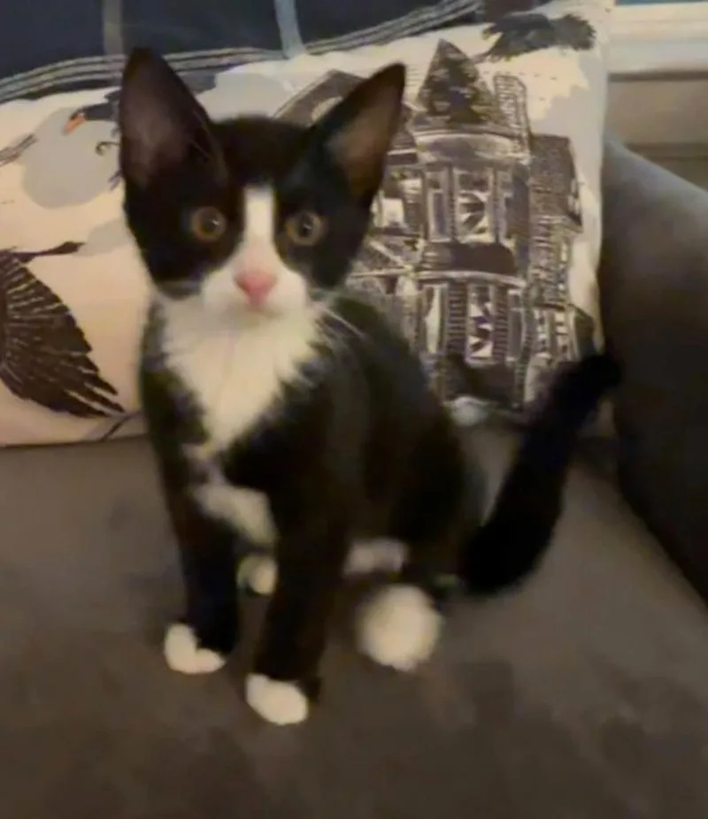 A baby small-sized male Domestic Short Hair cat named Nines for adoption in Magnolia, TX