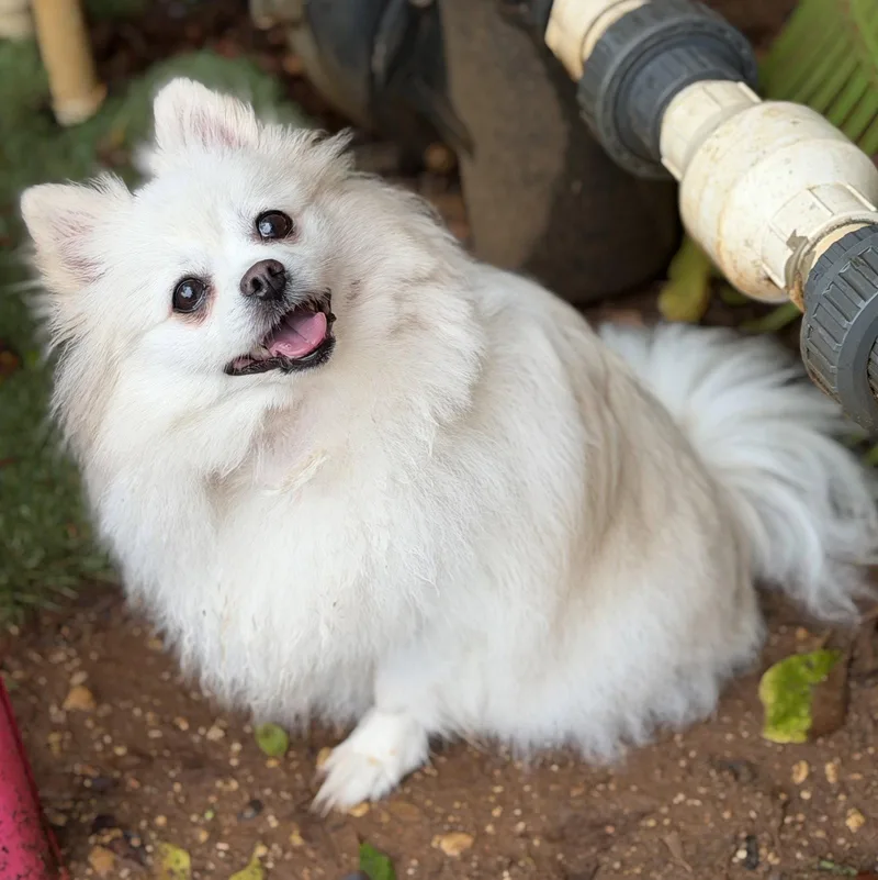 An adult small-sized female Pomeranian dog named Juliet for adoption in Garland, TX