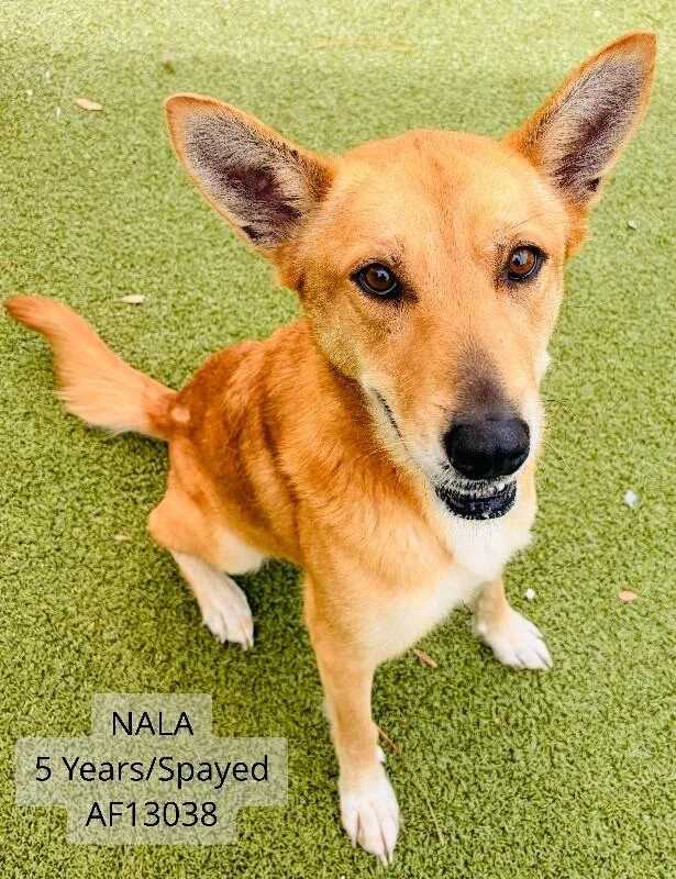 Nala thumbnail 3