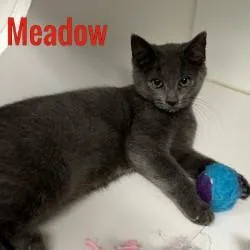 A young medium-sized female Domestic Short Hair cat named Meadow for adoption in Pleasantville, NJ