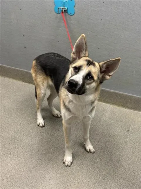 A young large-sized male German Shepherd Dog dog named Thumper for adoption in Las Vegas, NV