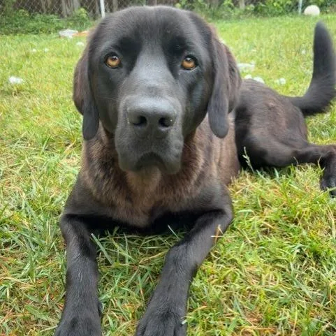 An adult large-sized male Black Labrador Retriever dog named Beaux for adoption in Sequatchie, TN