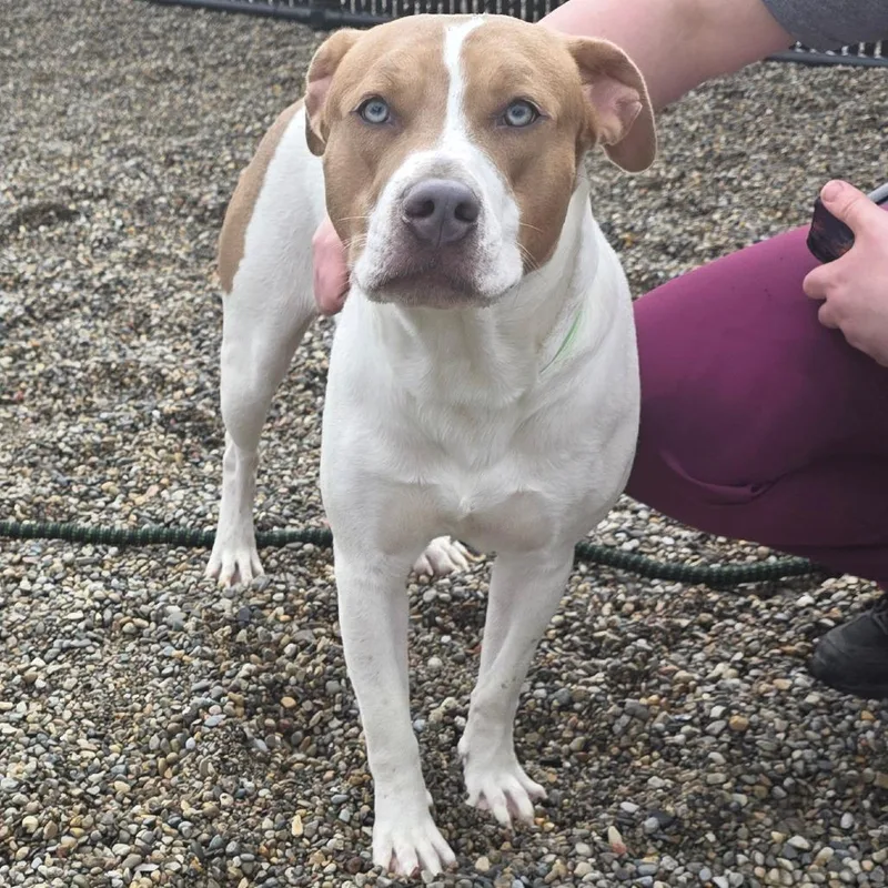 An adult medium-sized male White / Cream Mixed Breed dog named Knibbles for adoption in Fort Wayne, IN