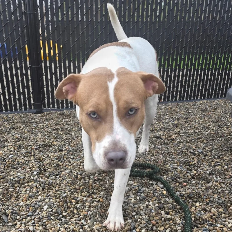 Knibbles thumbnail 2