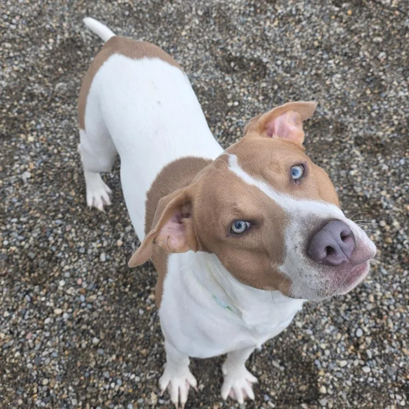 Knibbles thumbnail 3