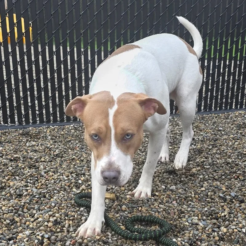 Knibbles thumbnail 4