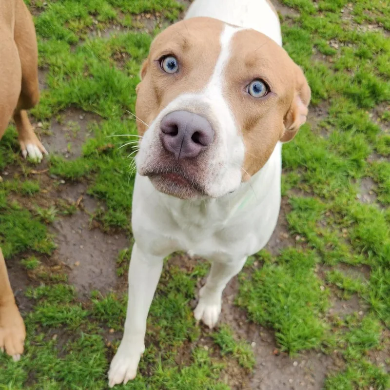 Knibbles thumbnail 5