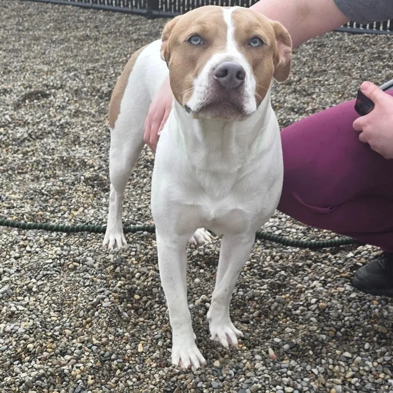 Knibbles thumbnail 6