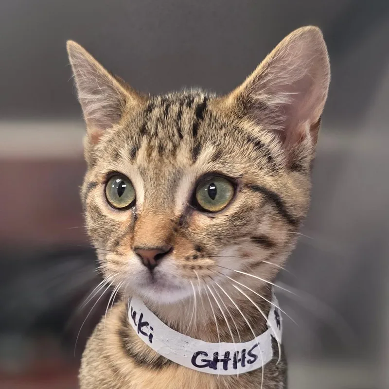 A baby small-sized male Domestic Short Hair cat named Yuki for adoption in Huntsville, AL