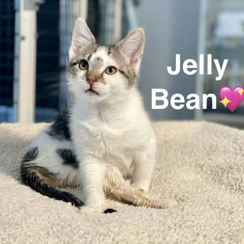 A baby small-sized female Black Domestic Short Hair cat named Jellybean for adoption in Peachtree City, GA